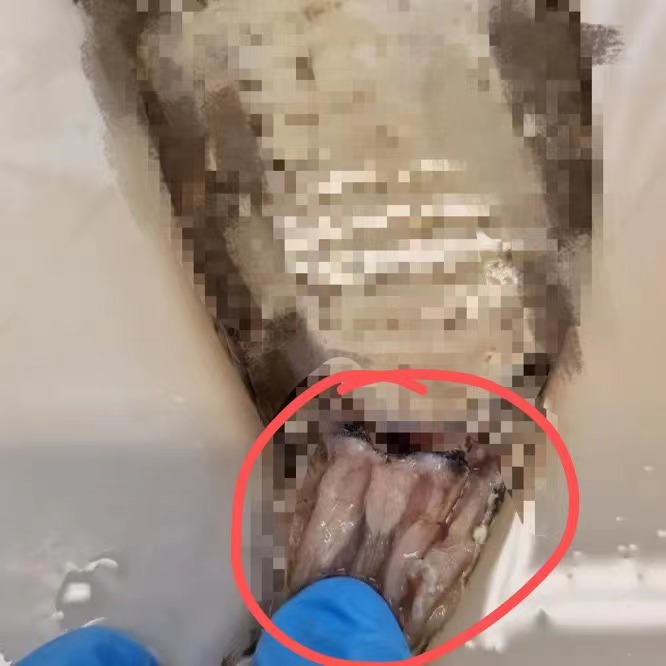 雌蛇有雄性生殖器吗,雌蛇是有性生殖吗