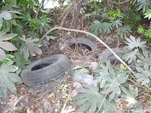 虫害控制的最新标准,虫害控制预防分哪几个阶段