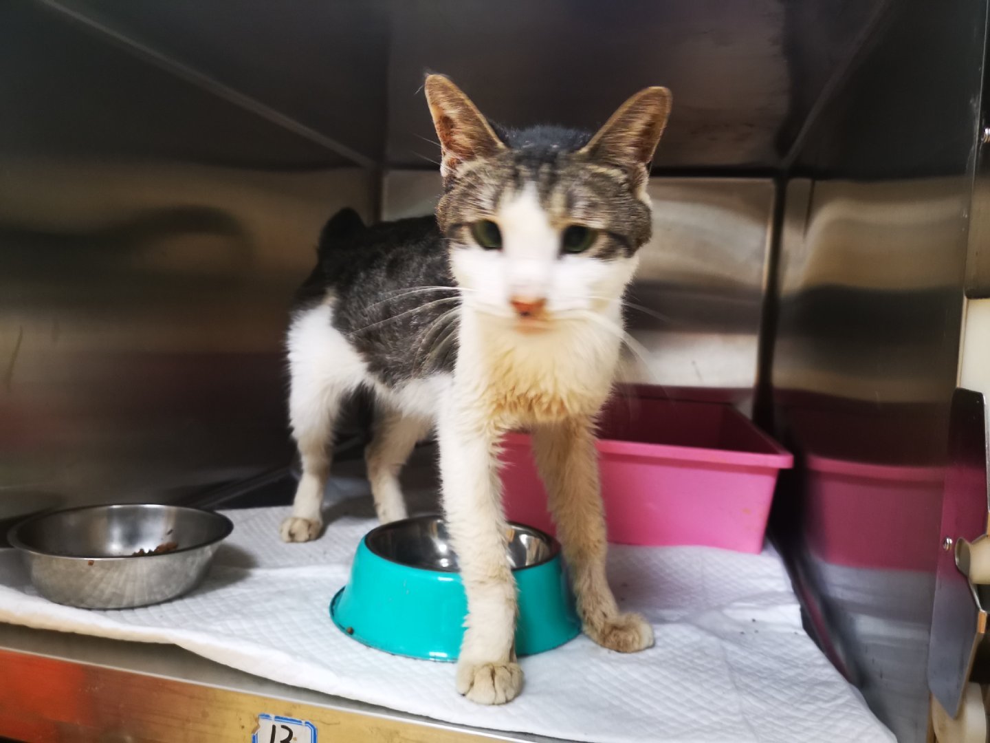 宠物贫血不吃不喝怎么办,宠物怎么检测贫血呢图片