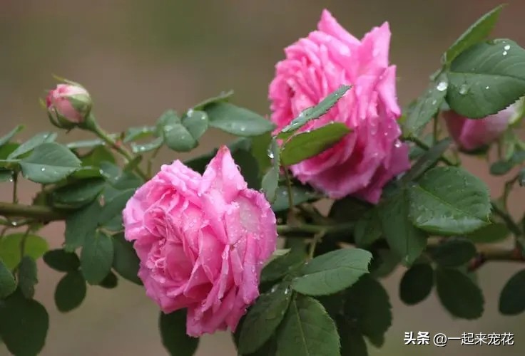 四季开花耐热耐寒爬墙最快的花,6月养5种花很省心