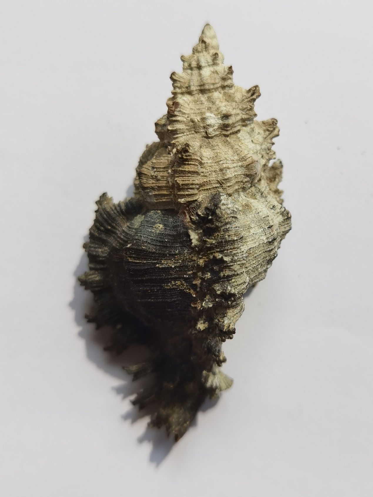 海南海鲜贝类有哪些,海南海鲜贝类