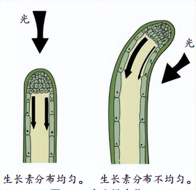 科学知识大全小学生必背,科学知识大全全集