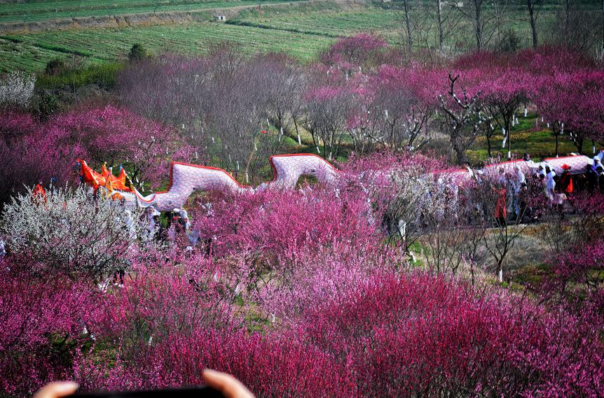 溧水今年有多少条龙灯,溧水龙灯