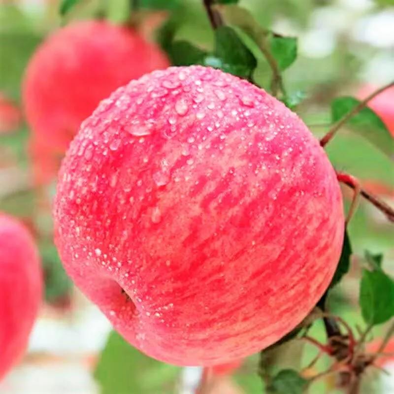 红富士苹果什么样的好吃,红富士脆甜苹果哪产的好吃