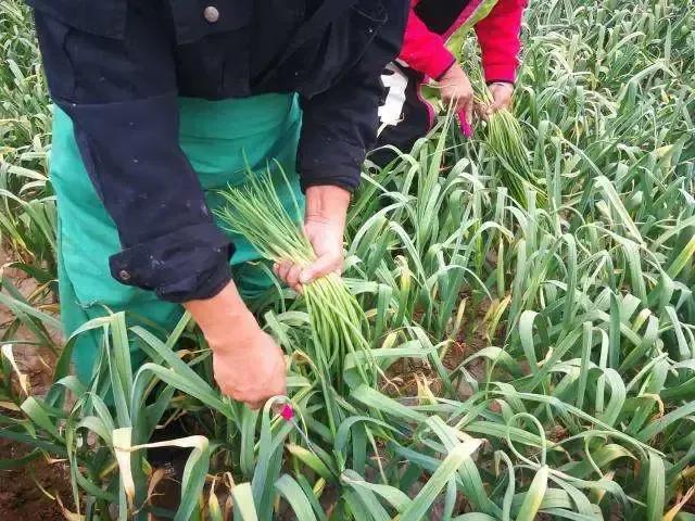 大名方言生僻字,菏泽县城生僻字