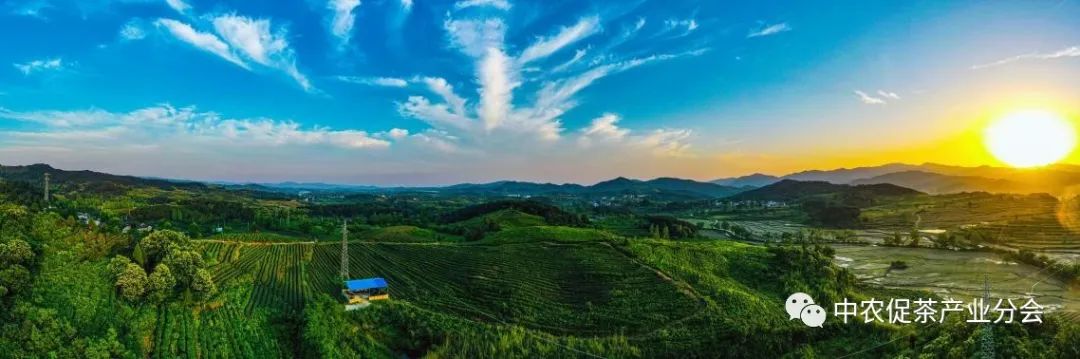 娌冲崡淇￠槼绾㈠煄鑼朵埂,鏂板幙绾㈠煄鑼朵埂