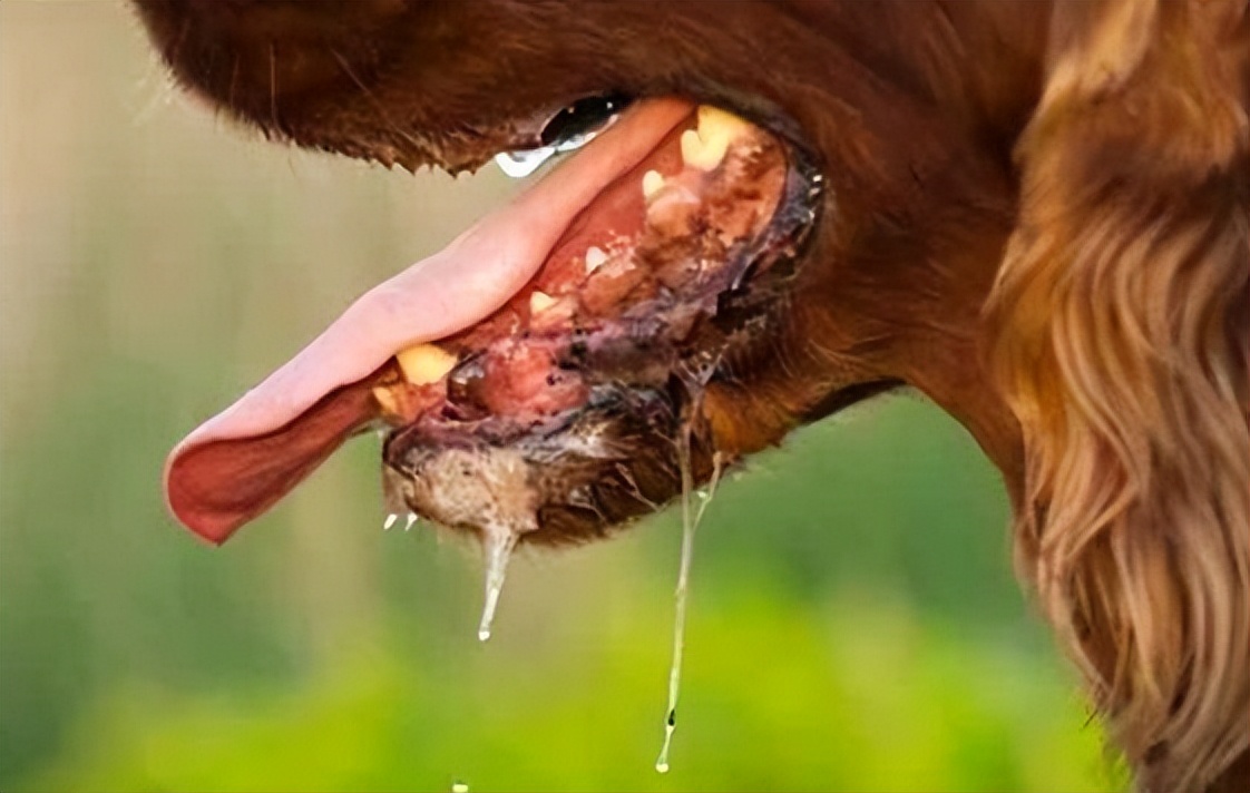 狗狗狂犬病有什么征兆,狗狗有狂犬病会出现哪几种表现