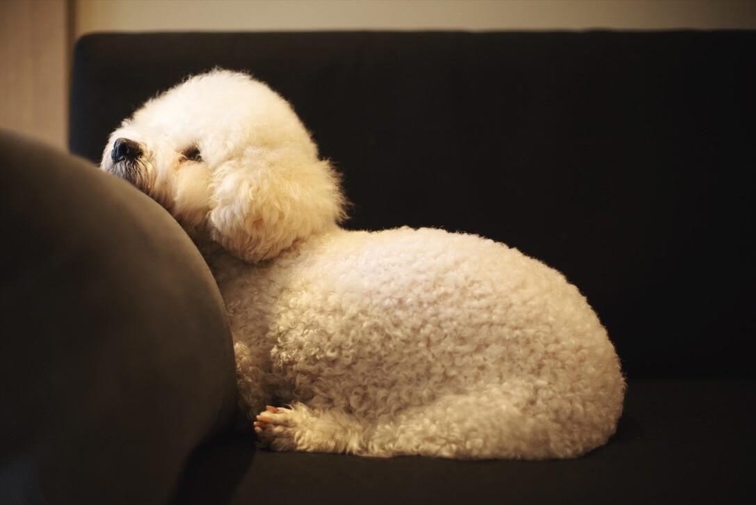 卷毛比熊犬的优缺点,花比熊犬的9大优缺点