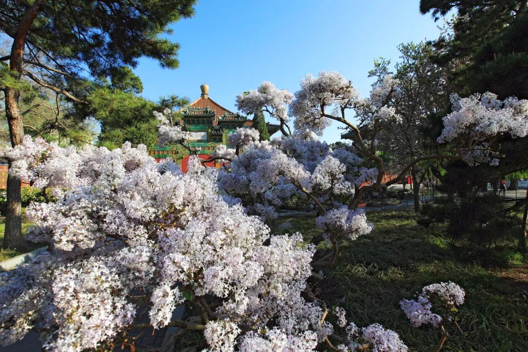 西城印象西平县,西城印象二期