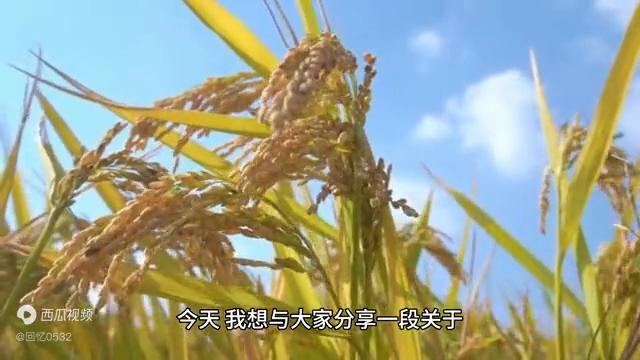 悠悠岁月中的记忆,百年老字号粮店