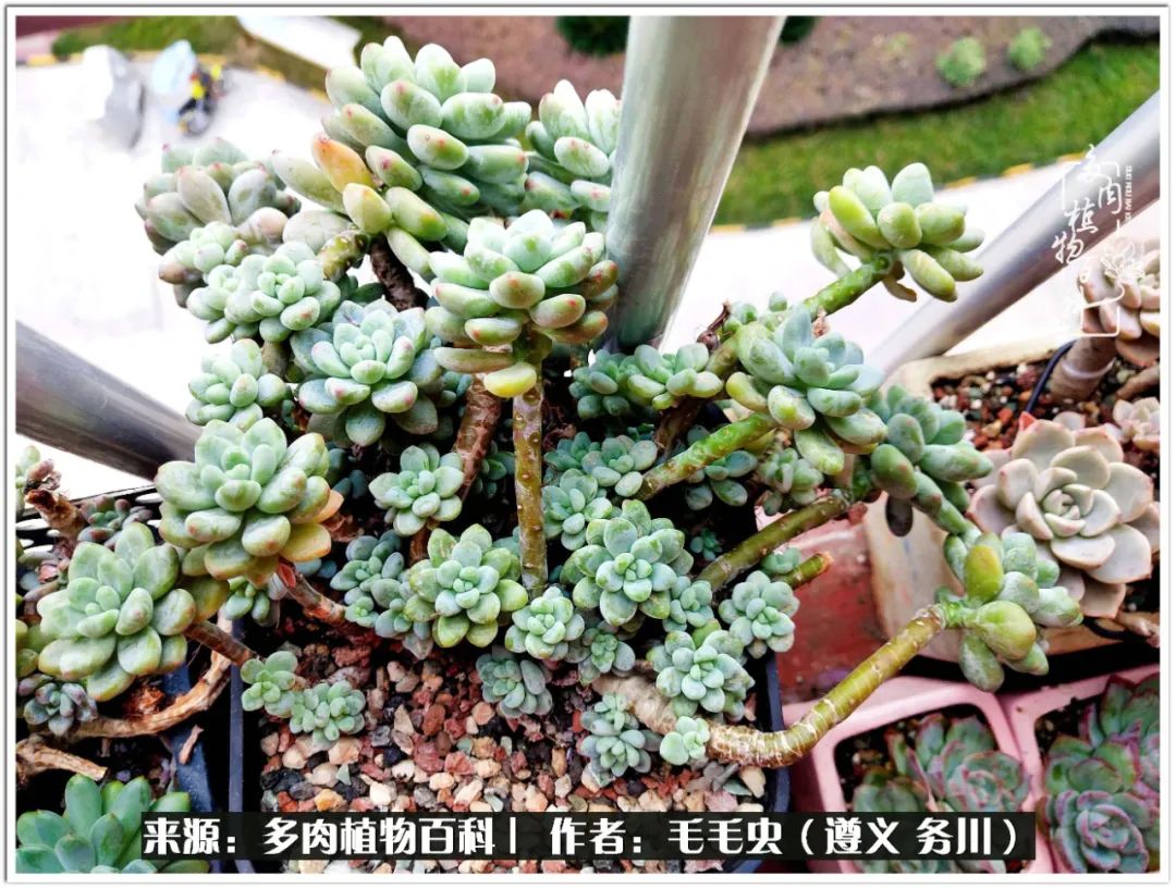 多肉可抵岁月,多肉之花语