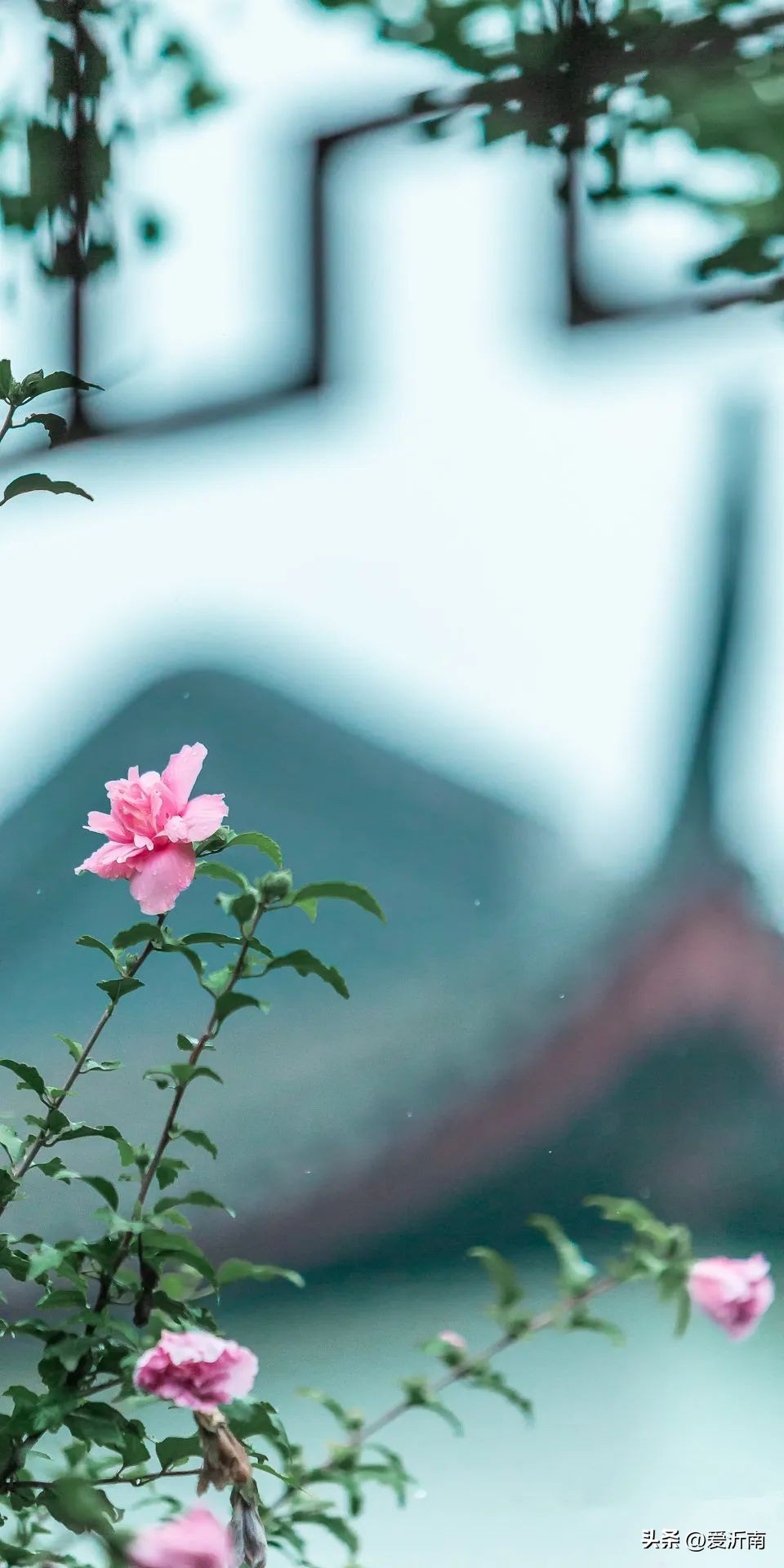 鏈ㄦЭ鏌旂殑灏忚,鏌旂矇绾㈠績閲嶇摚鏈ㄦЭ淇壀