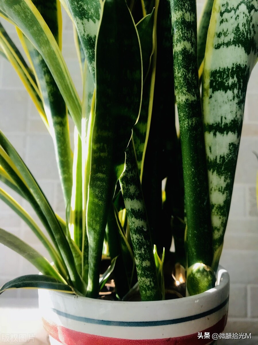 虎皮兰有镇宅的功效吗,虎皮兰被称为天然的去污小能手