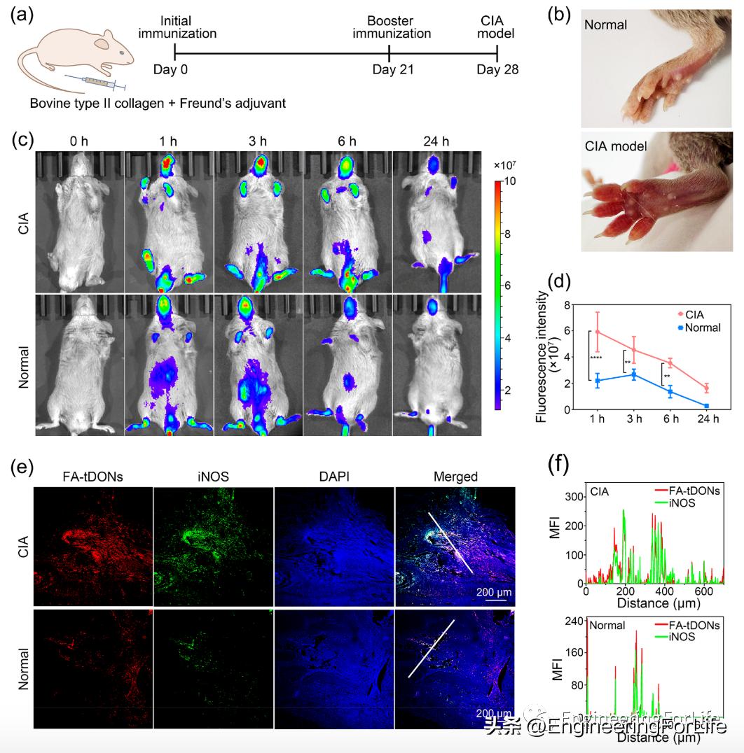 DNA也能清除炎症？类风湿性关节炎中的DNA折纸结构的靶向递送策略
