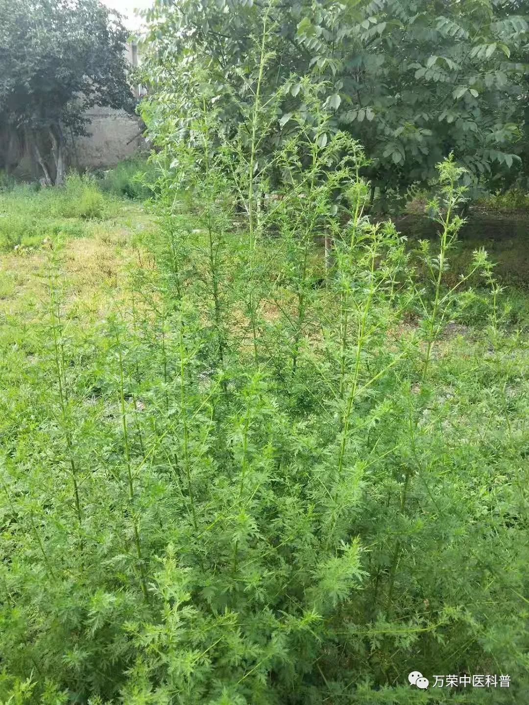植物幼苗的发展过程详细,植物的幼苗在生长过程中