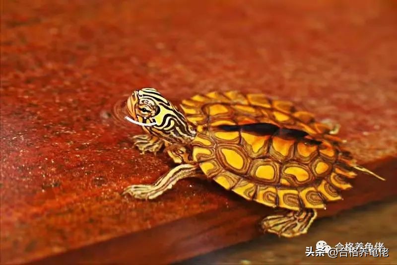 龟蛋*局骗**这么多，我们该怎么玩龟蛋？（下）