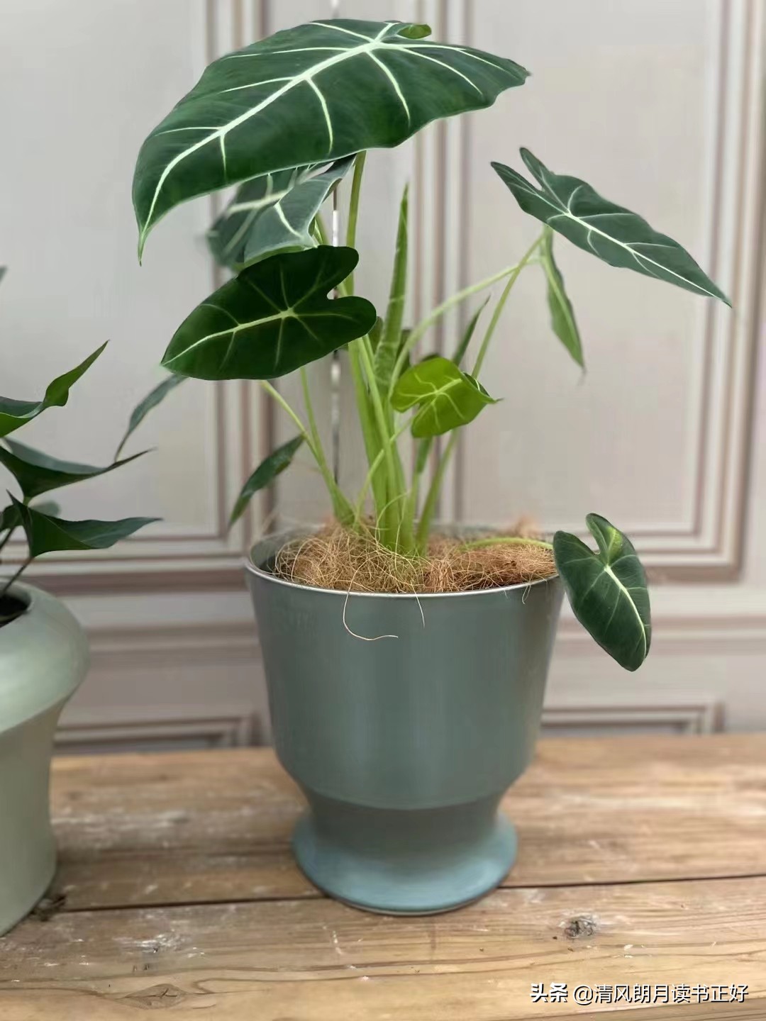 利用条件反射治疗疾病的方法,经典条件反射如何提高学习效率