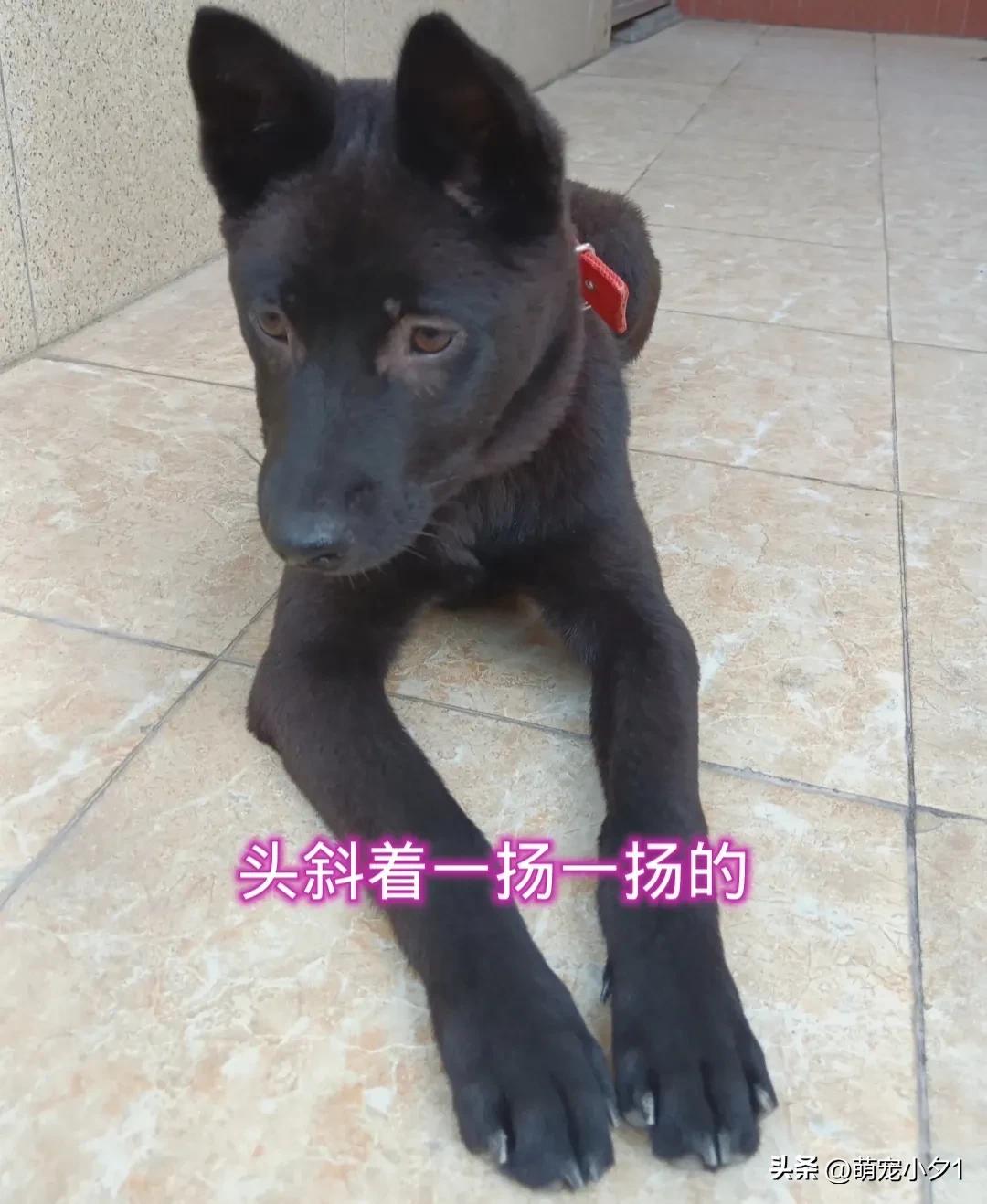 狗狗怕主人怎么样能恢复正常,狗狗怕打针扛着主人跑了