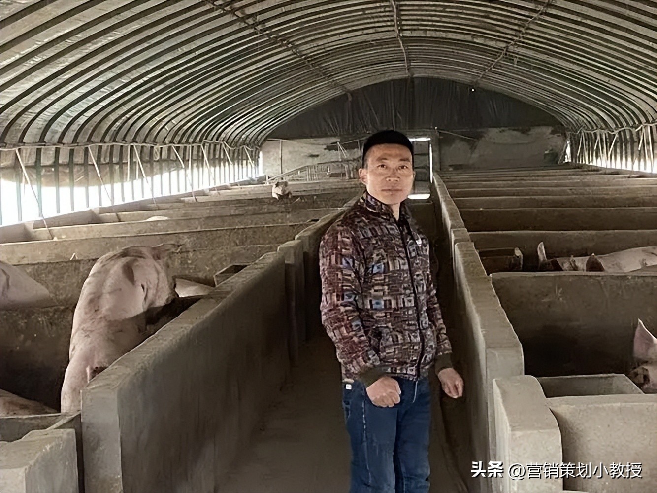 一位农村小伙子养猪年赚百万,养猪怎样一年赚1000万