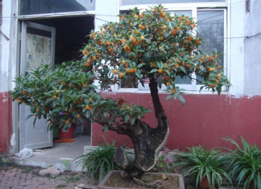 古人云：“栽3种观赏植物”，放在院子里迎吉祥，会带来好运！