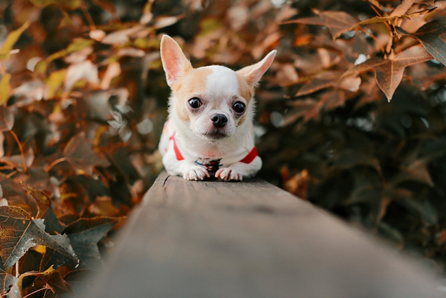 吉娃娃气喘咳嗽怎么回事,吉娃娃呼吸急促