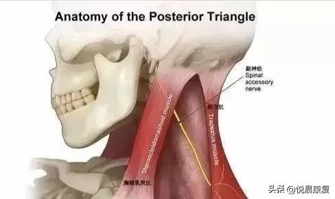 副神经的解剖功能,副神经解剖