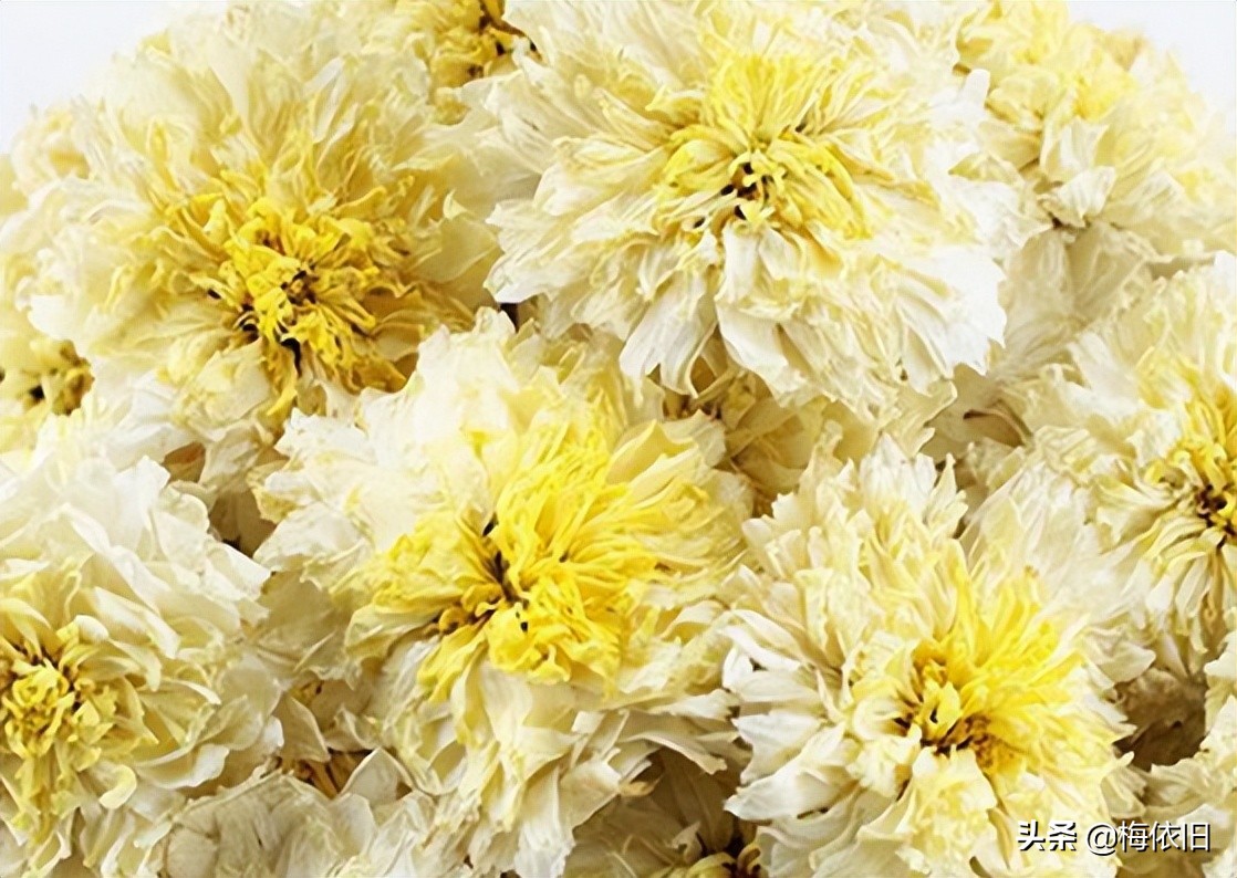 菊花茶的菊花怎么选,常见菊花茶品种