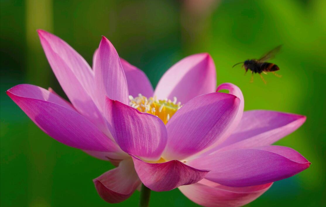 一花一惊艳，爱在夏花中，荷花别样红，莲叶无穷碧，弄花香满衣