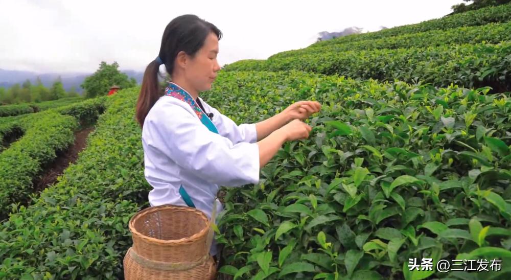 【媒体看三江】新华社聚焦三江：侗乡农民种茶制茶增收致富