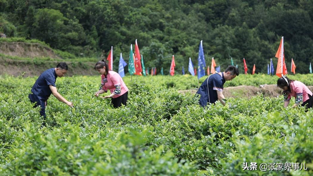 永定莓茶发展,张家界莓茶精选高山芽尖莓茶