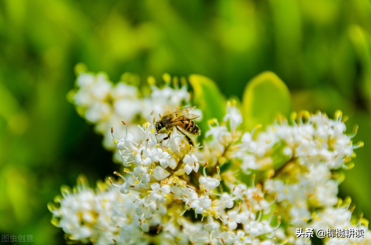 玉露为酒花为粮的意思,蜜蜂不食人间仓