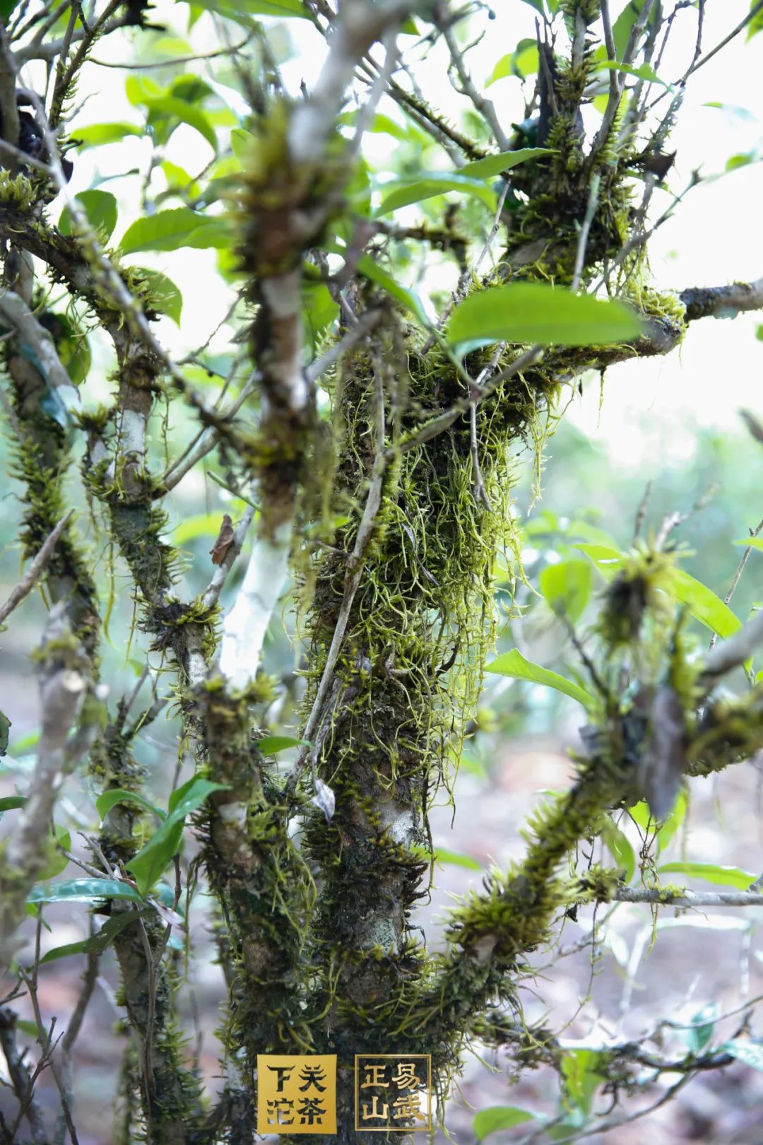 易武正山与易武乔木有何区别,正山小种茶农世家