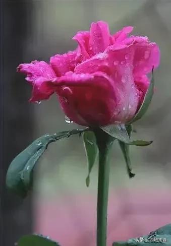 春雪送瘟去绿染景泰川