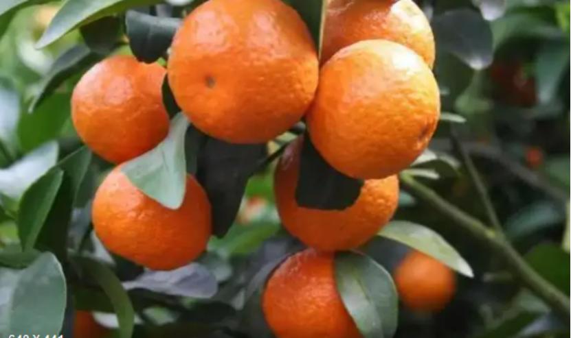 去年全国食品犯罪破万起！双汇万洲利润大涨