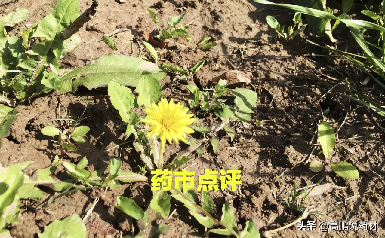 高鹏说药材近期热点品种行情走势,高鹏说药材之茯苓价格