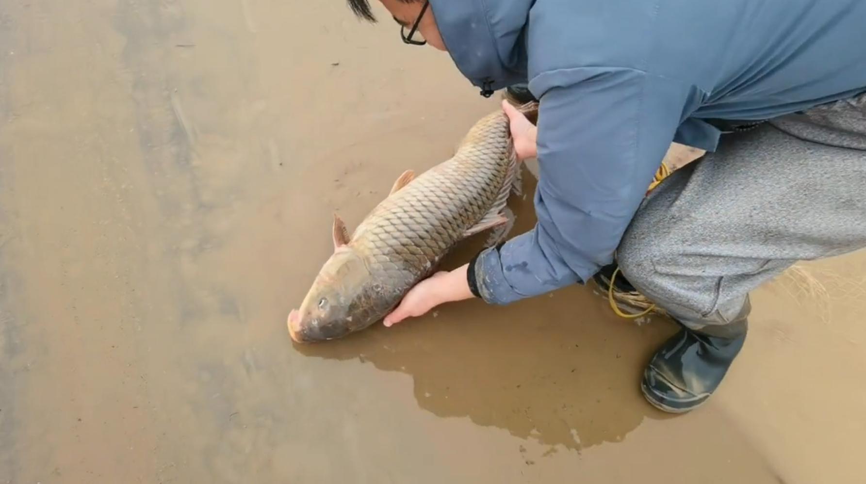 50斤的鲤鱼有多长多宽,50斤鱼算大吗