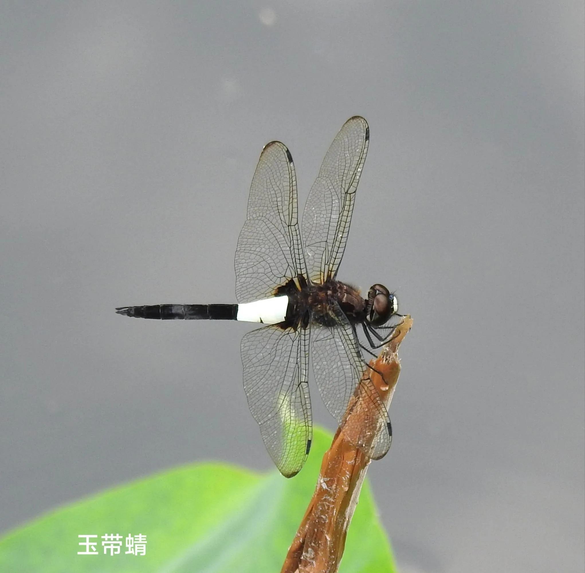 豆娘和蜻蜓是一个物种吗,蜻蜓和豆娘生长过程一样吗