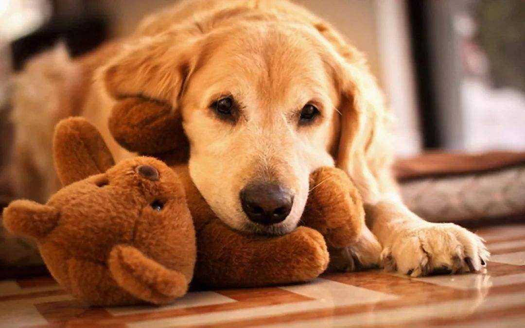 狗狗呕吐的五大原因和三步疗法,狗狗呕吐最佳用药