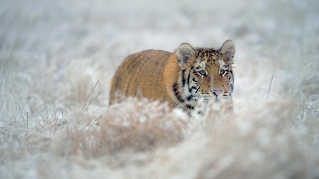 中国人冒死拍的纪录片,一群中国人冒死拍摄