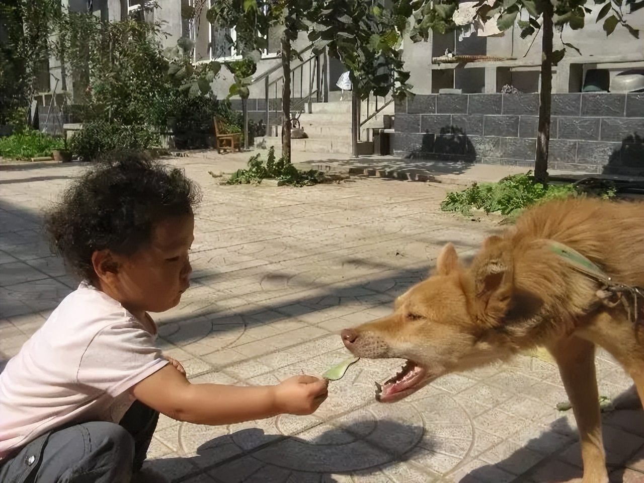 路遇恶犬应该如何自救,遇恶狗攻击保命妙招