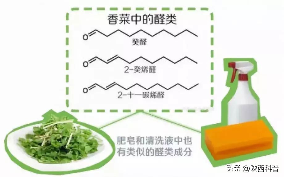为什么有人讨厌香菜有人特爱吃,香菜为什么有人不喜欢吃