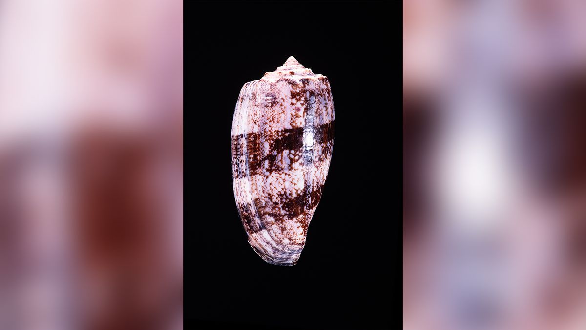 最毒的海洋生物和细菌,蓝环章鱼最毒海洋生物