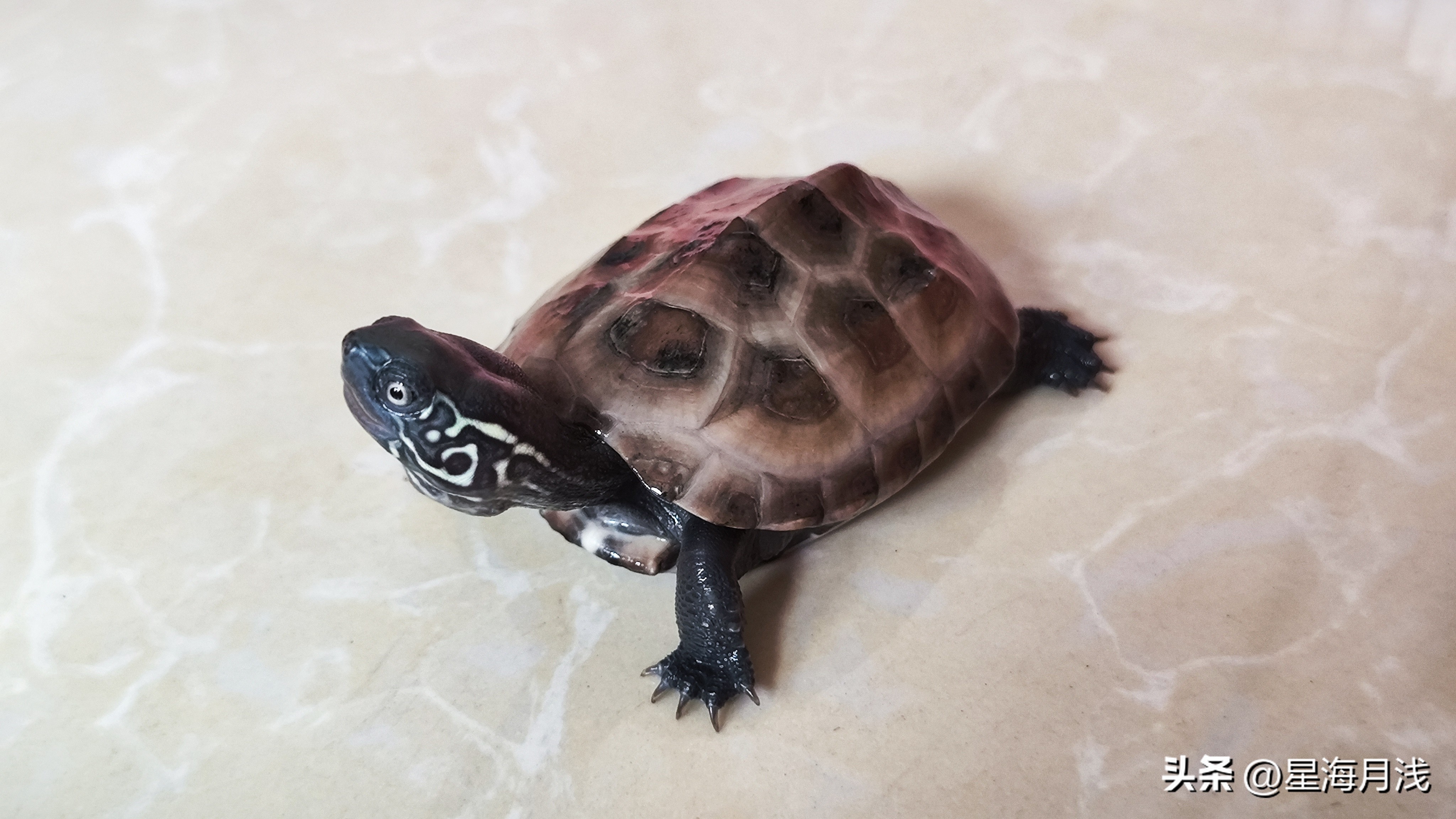 新手养龟怎么养才能不乱跑,怎么训练龟龟胆小