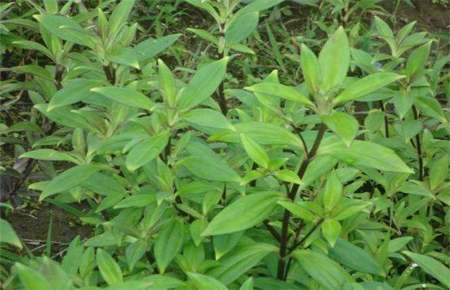 人称“凉肝之王”，味苦如胆，用途却不小，若在山上遇见还请重视