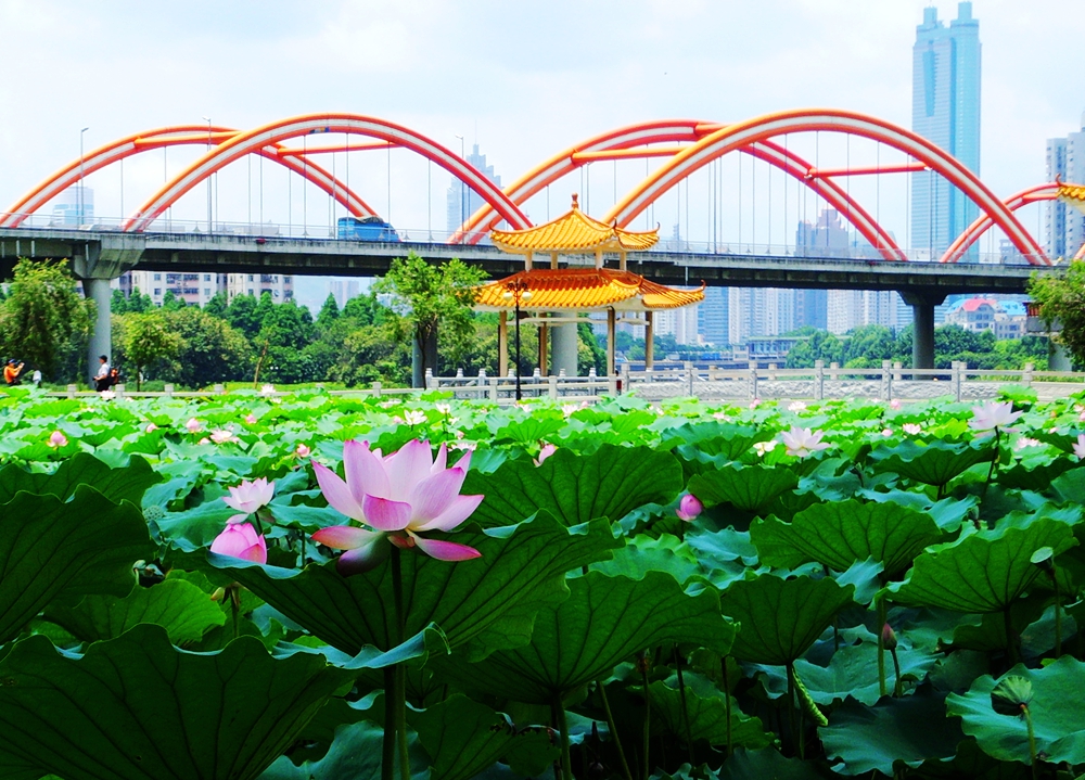 深圳成功打造世界著名花城,深圳打造国际花园城市