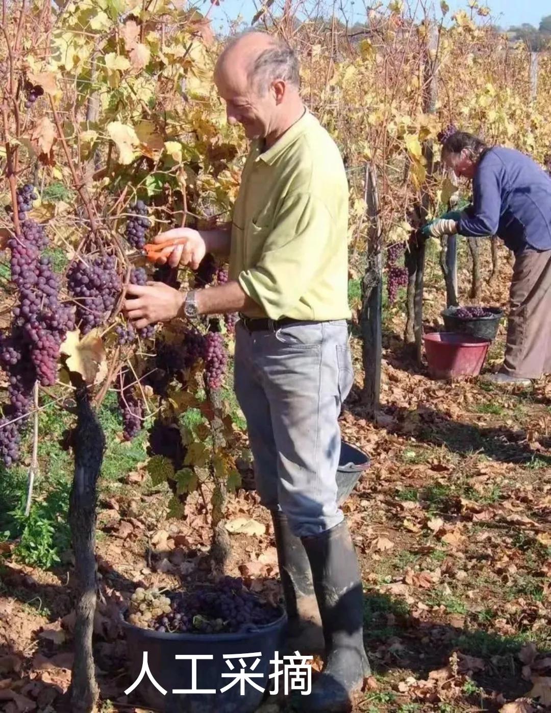 几百块的葡萄酒和几千块的葡萄酒,为什么几百元的葡萄酒好喝