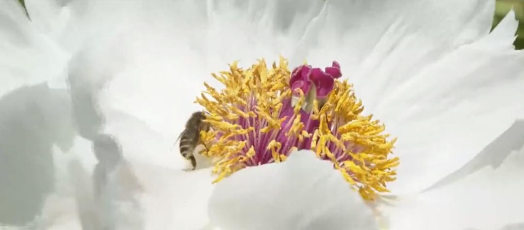 【城事】恰百花盛开品生活如蜜