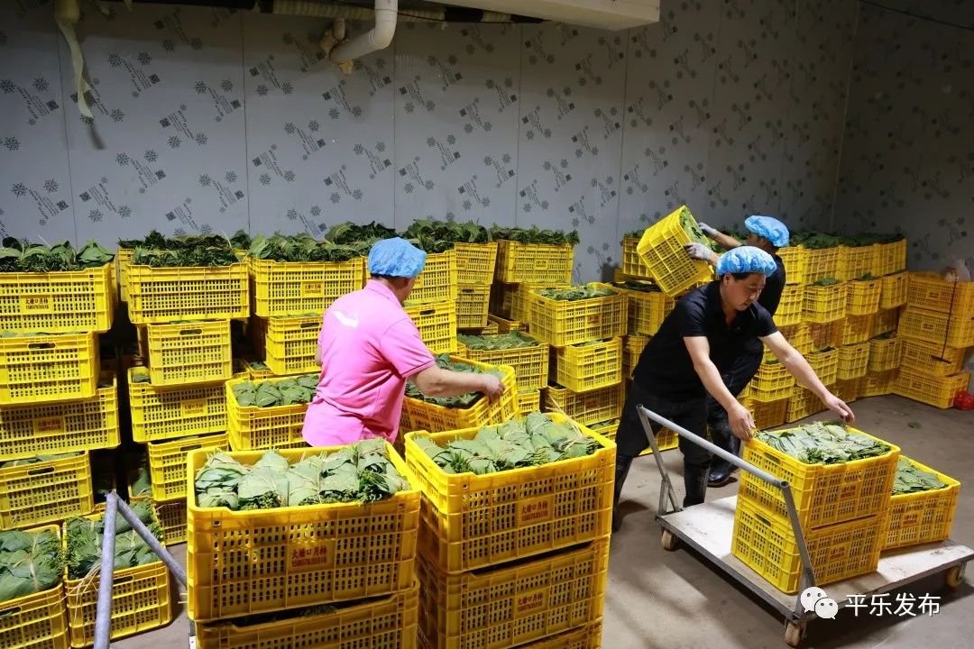 桂林平乐|桥亭乡：小小绿叶巧成“增收叶”解锁乡村致富“新密码”