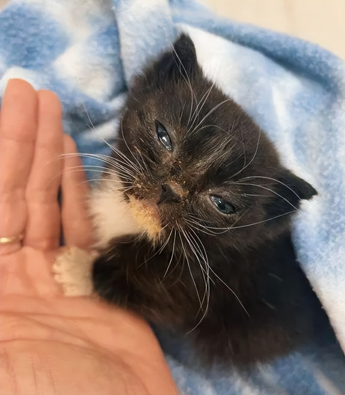 猫咪严重脱水怎么护理 (猫咪为什么会脱水严重怎么办)