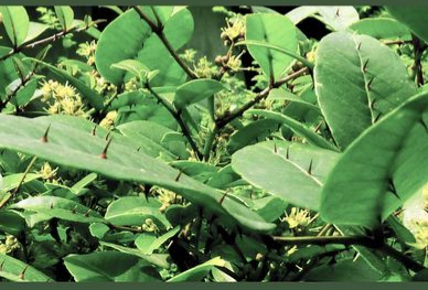 两面针和什么植物很像,两面针植物的种植方法